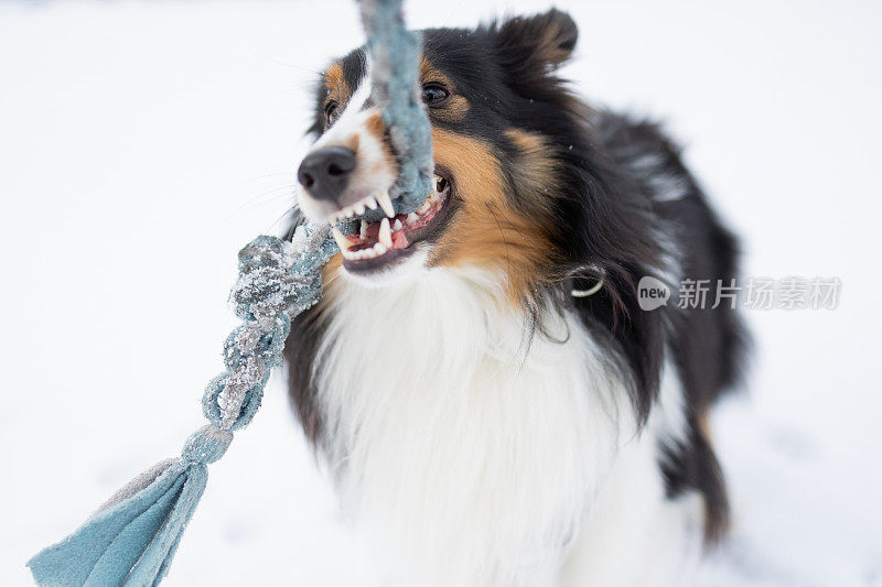 Dog Playing With a Toy